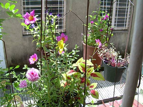 20120813面朝窗外 春暖花開 (2)