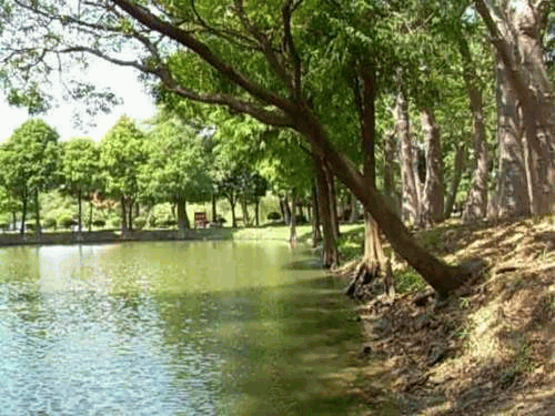巴克禮公園 (1)