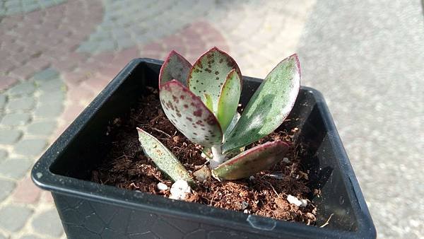 草莓蛋糕20190217 (4)