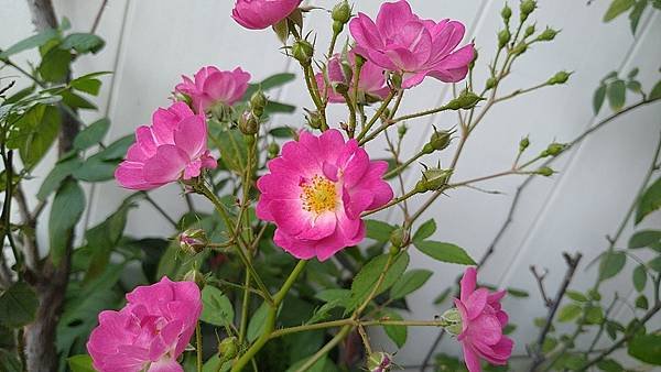 IMG_20220412_142627.jpg