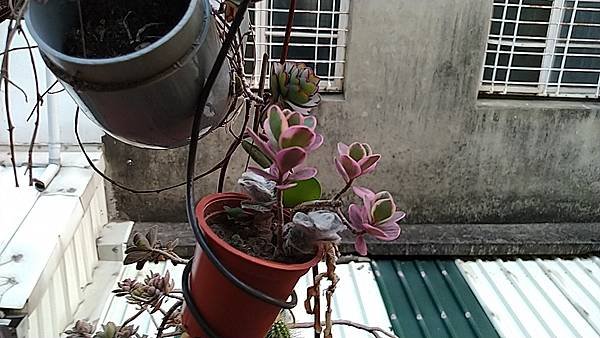 IMG_20220412_180356.jpg