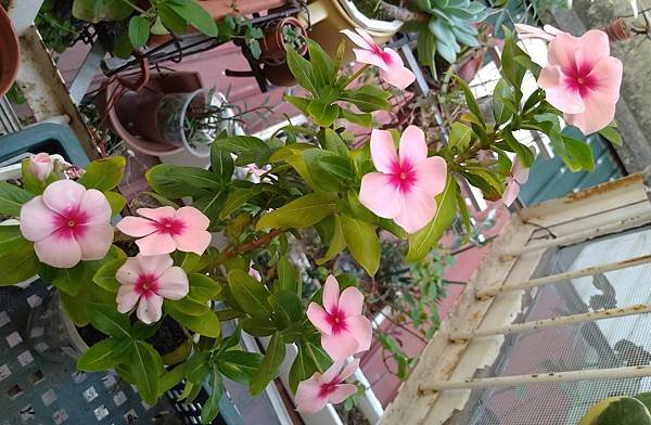 IMG_20230109_145559_3.jpg