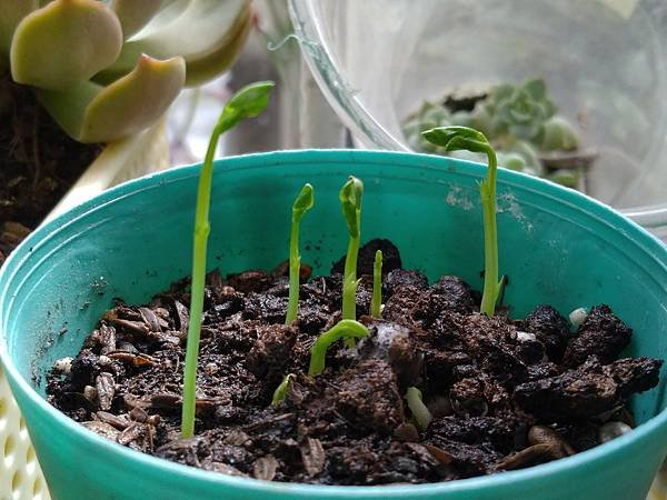 花蓮豆發芽了