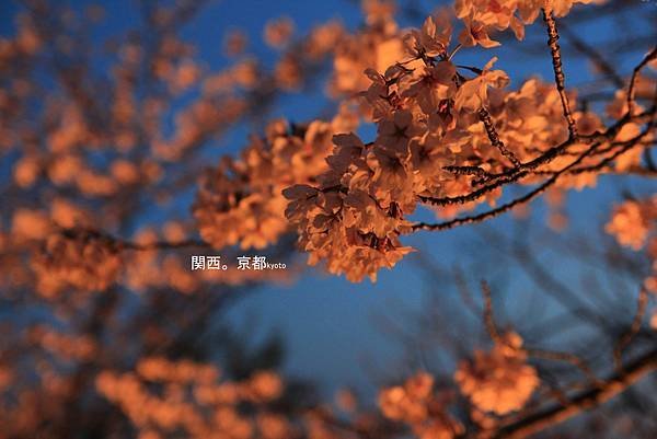IMG_4495