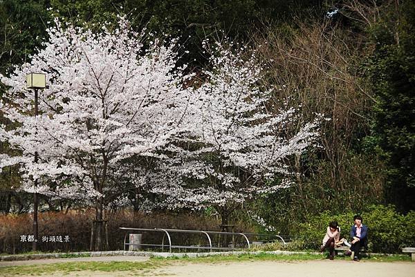 高台寺前小徑櫻花.jpg