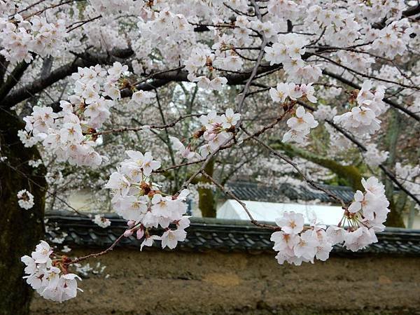 醍醐寺賞櫻