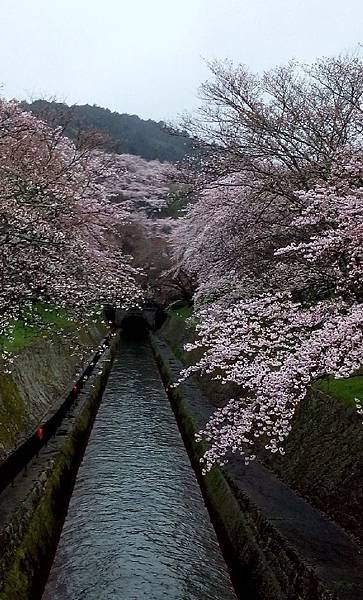 琵琶湖第一疏水道 - 三井寺的櫻花