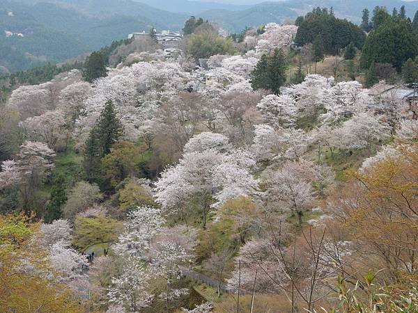 櫻花的故鄉 吉野山 下千本