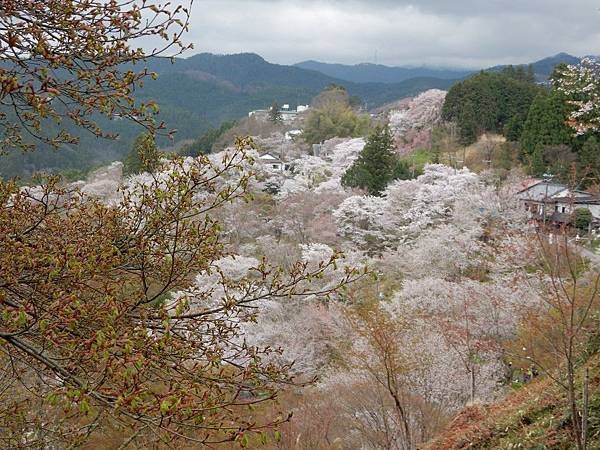 櫻花的故鄉 吉野山 下千本