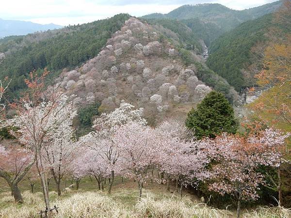 櫻花的故鄉 吉野山 下千本