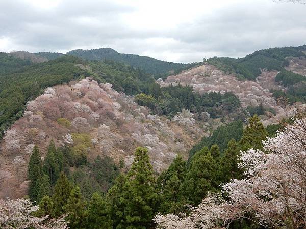 吉野山 中千本 吉水神社一目千本的櫻花