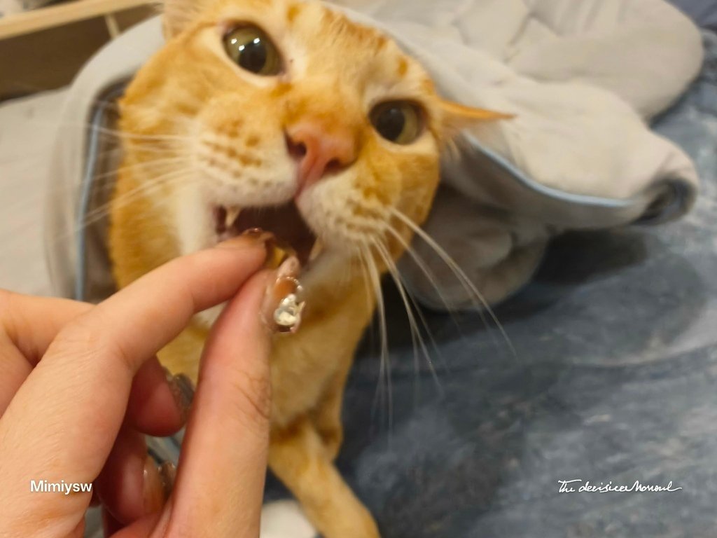 喵星人寵物關節保養推薦 奧沛OurPet 貓用關沛錠 關節保