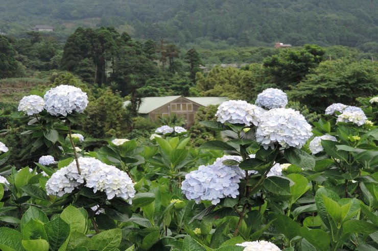 繡球花-0015