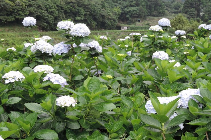 繡球花-0016