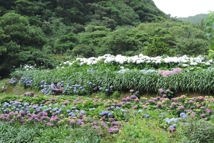 繡球花-0018