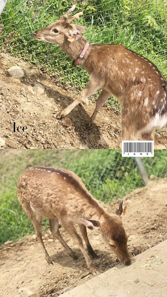 🦌羽松 修_210426_10.jpg