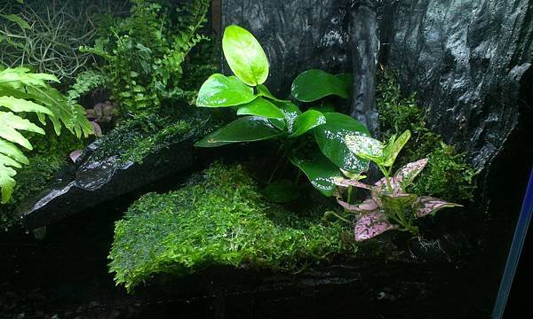 水陸缸