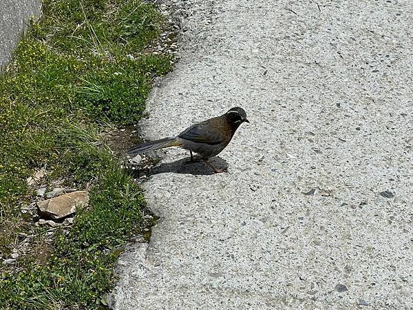 LINE_ALBUM_20230606 花蓮被鯨魚看_240111_8.jpg