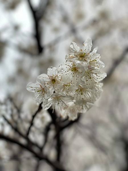 LINE_ALBUM_20240229-0305 九州福岡、熊本-我又帶雨神來了😂_240306_42.jpg