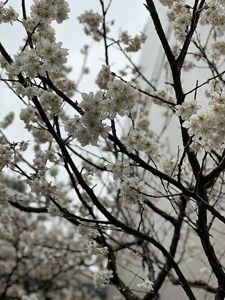 LINE_ALBUM_20240229-0305 九州福岡、熊本-我又帶雨神來了😂_240306_41.jpg