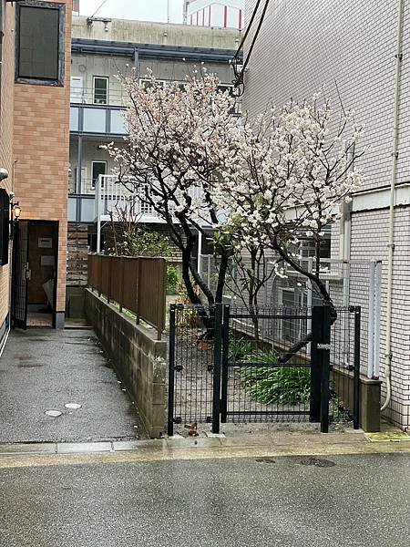LINE_ALBUM_20240229-0305 九州福岡、熊本-我又帶雨神來了😂_240306_39.jpg