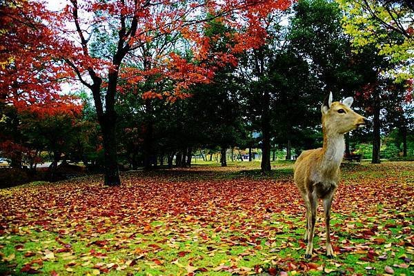 奈良公園