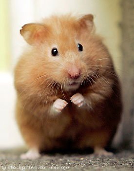 hamster_1301300.jpg