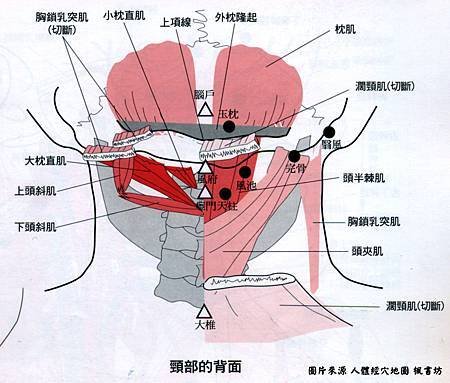 頸部經穴與肌肉.jpg