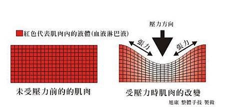 肌肉受壓力簡易圖.jpg