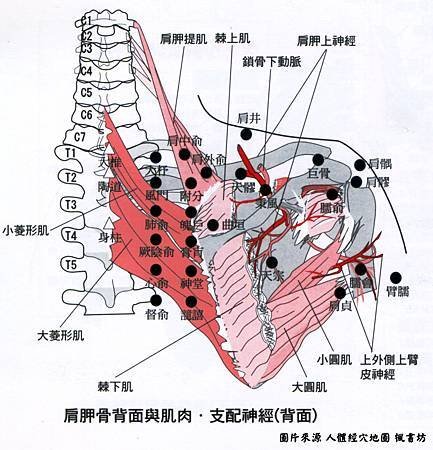 肩胛深層肌肉.jpg