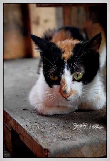 猴洞貓村24.JPG