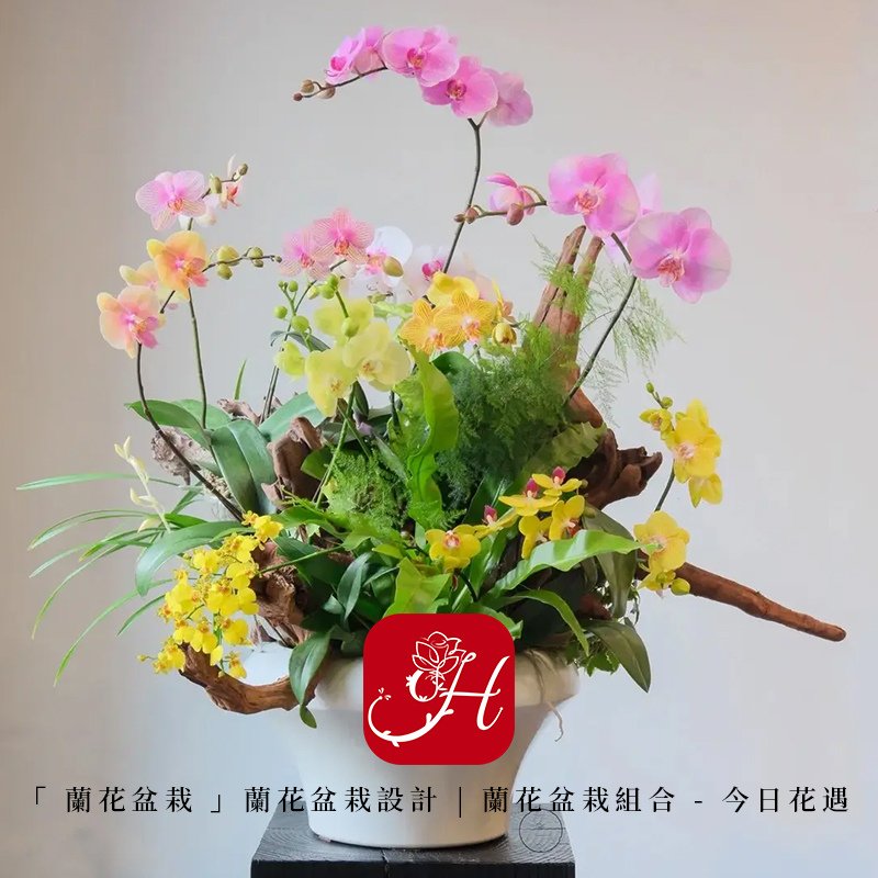 蘭花盆栽，蘭花盆栽設計，蘭花盆栽組合 seo.jpg