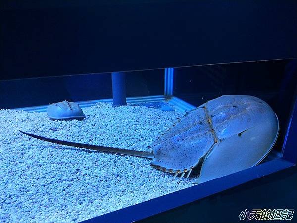 【基隆海科館】海洋嘉年華-趣味海洋生物特展16.jpg