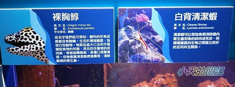 【基隆海科館】海洋嘉年華-趣味海洋生物特展17.jpg