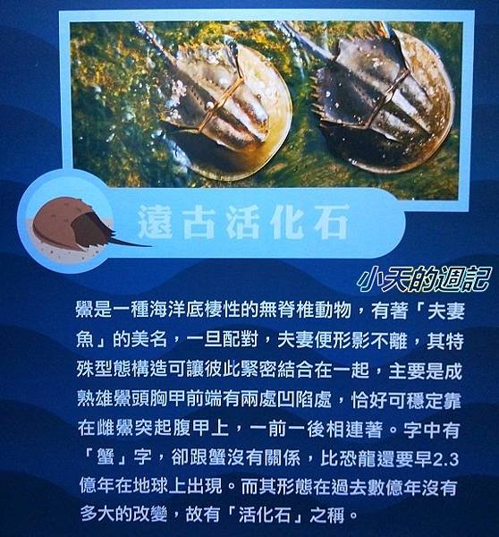 【基隆海科館】海洋嘉年華-趣味海洋生物特展15.jpg