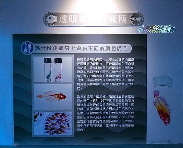 【基隆海科館】海洋嘉年華-趣味海洋生物特展26.jpg