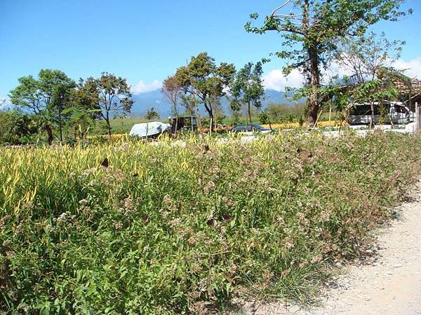 赤柯山汪家古厝2