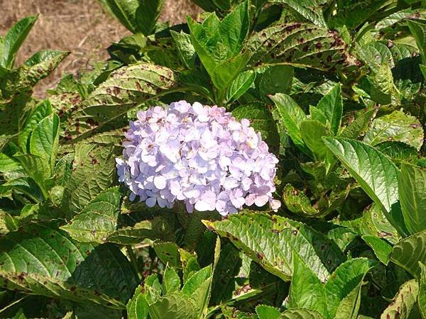 繡球花