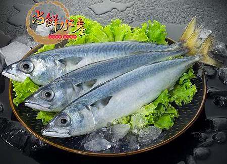 挪威.白鰒鯖魚