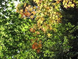 IMG_0932