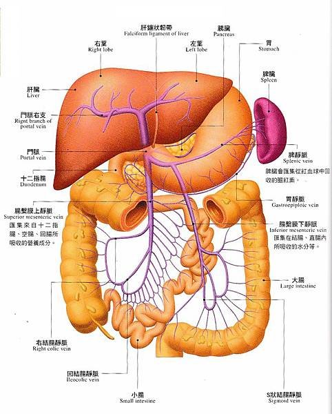 消化系統的結構.jpg