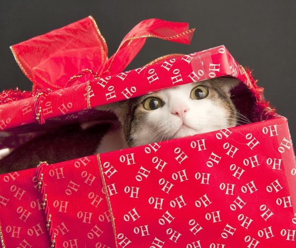 Christmas_Cat