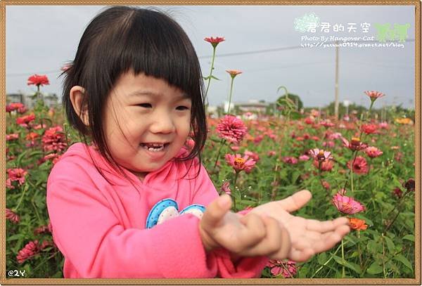 橋頭花海