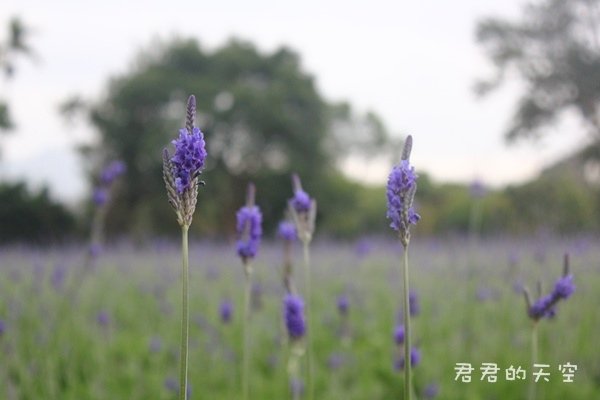 花露休閒農場