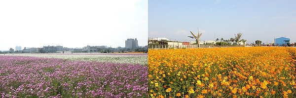 大寮花海