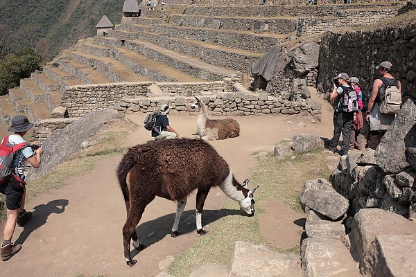 100816MachuPicchu172.jpg-1.jpg