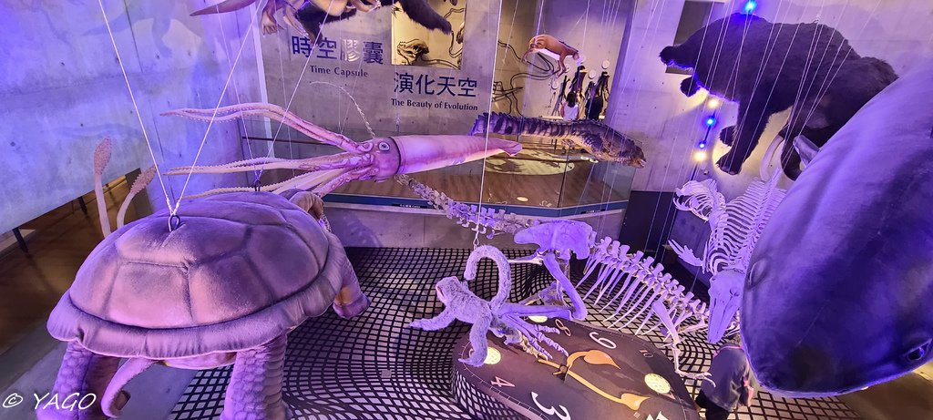 化石 (106 - 146).jpg