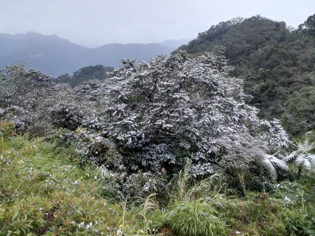 IMG_20160124_160409.jpg - 奇蹟!台北下雪了!!