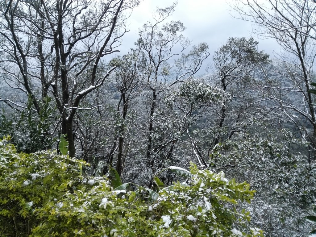 IMG_20160124_161000.jpg - 奇蹟!台北下雪了!!