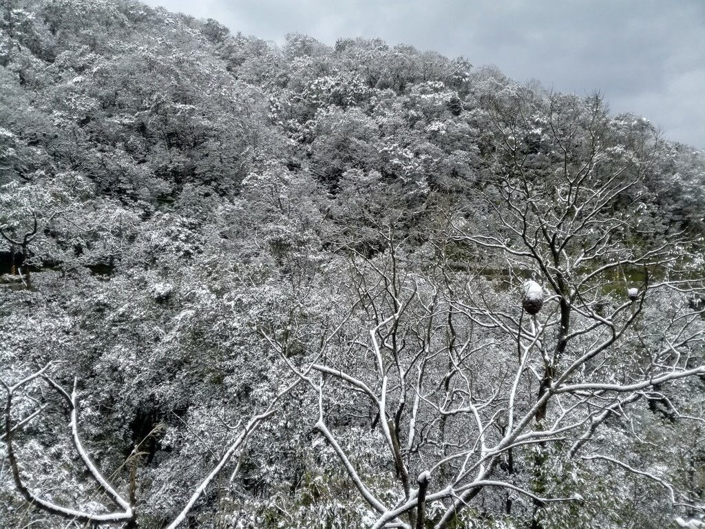 IMG_20160124_162022.jpg - 奇蹟!台北下雪了!!